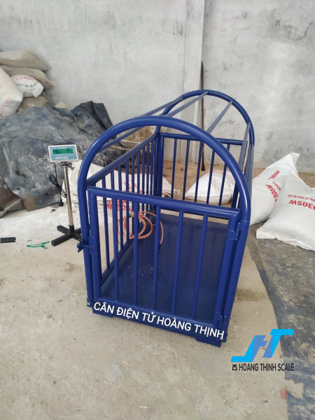 Cân sàn heo 500kg chất lượng được CTY Cân Điện Tử Hoàng Thịnh lắp đặt cho các trang trại chăn nuôi heo thịt heo nái