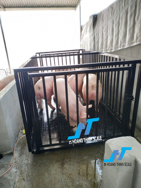 Cân sàn heo 2 tấn chính hãng được CTY Cân Hoàng Thịnh cung cấp cho các trang trại chăn nuôi heo lợn trên toàn quốc, báo giá cân sàn heo 2 tấn chất lượng gọi 0966.105.408
