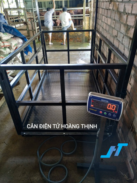 Cân sàn bò điện tử 500kg chính hãng được CTY Cân Hoàng Thịnh lắp đặt cho các trang trại chăn nuôi trâu bò trên toàn quốc, báo giá cân sàn bò 500kg gọi 0966.105.408