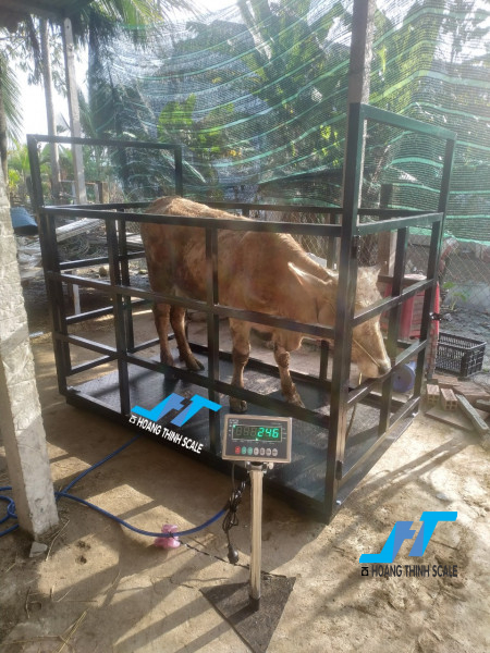 Cân sàn bò điện tử 1.5 tấn chính hãng được CTY Cân Hoàng Thịnh lắp đặt cho các trang trại chăn nuôi trâu bò trên toàn quốc, báo giá cân sàn bò 1.5 tấn gọi 0966.105.408