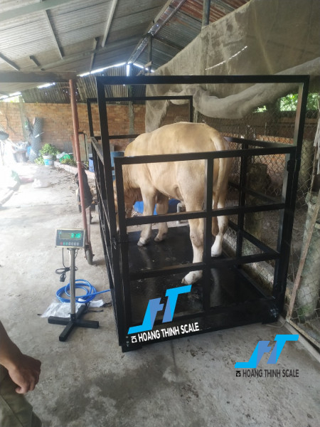 Cân sàn bò 2 tấn chất lượng được CTY Cân Điện Tử Hoàng Thịnh lắp đặt cho các trang trại bò trên toàn quốc