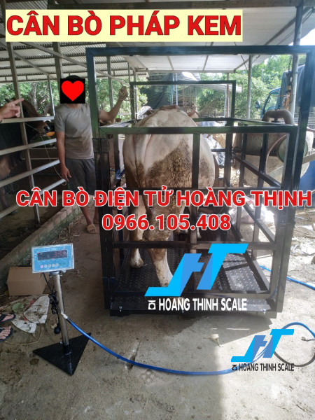 Cân bò điện tử 1 tấn có lồng DIGI được CTY Cân Hoàng Thịnh lắp đặt cho các trang trại chăn nuôi trâu bò trên toàn quốc, liên hệ tư vấn 0966.105.408